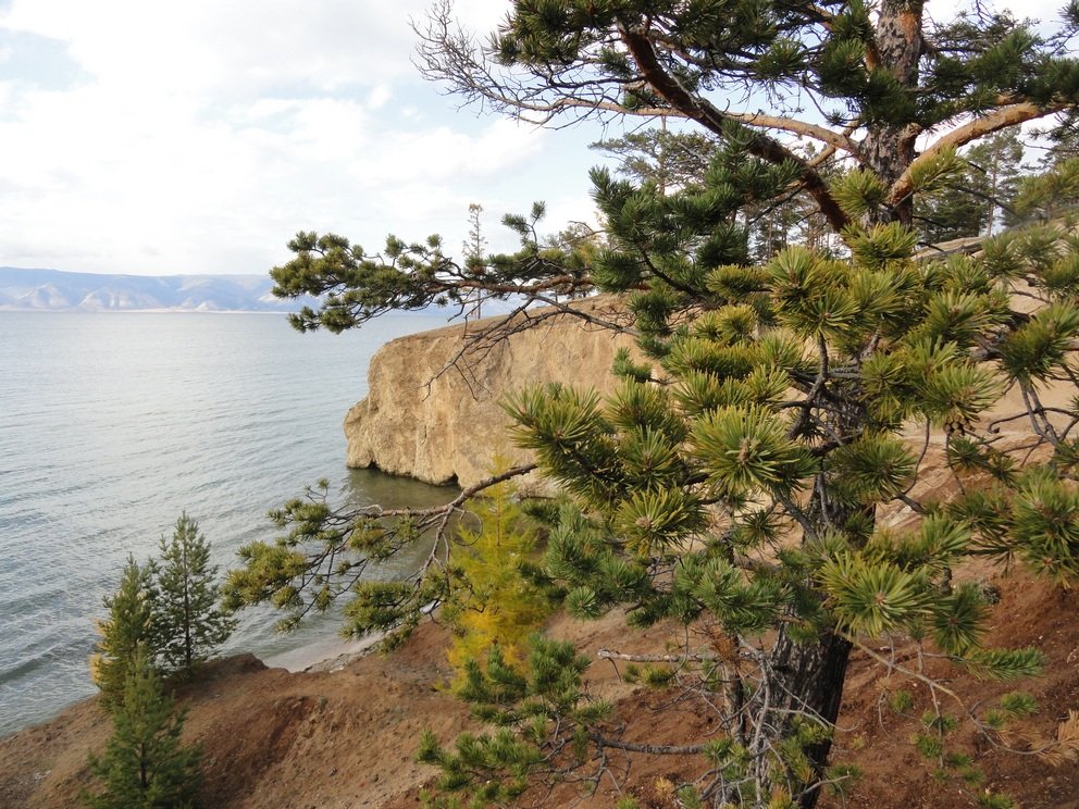 Деревья Байкала Фото