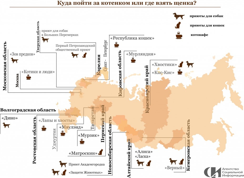 Приюты и котокафе