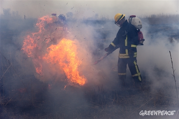 Добровольные лесные пожарные защищают дельту Волги от тростникового пожара.