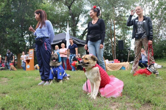 омск выставка собак