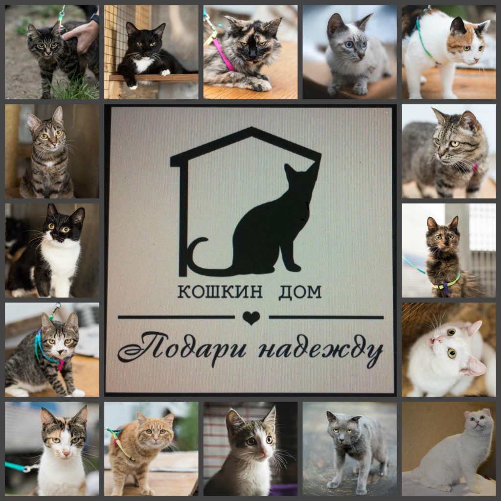 кошкин дом надпись. группа кошкин дом. кошкин дом животные. группа кошкин дом. аппликация кошкин дом в подготовительной группе.