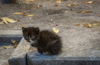 Котенок С Улицы Фото