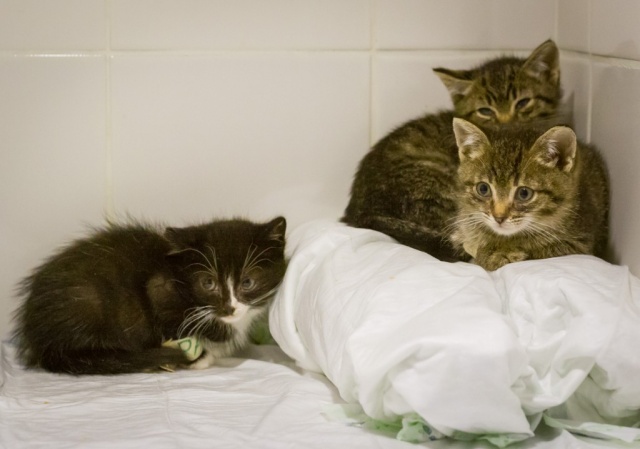 Инструкция по спасению котят: что делать с найденным на улице бездомным  животным - Агентство социальной информации