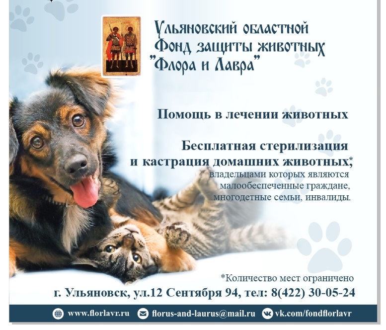 Волонтерский проект помощь бездомным животным
