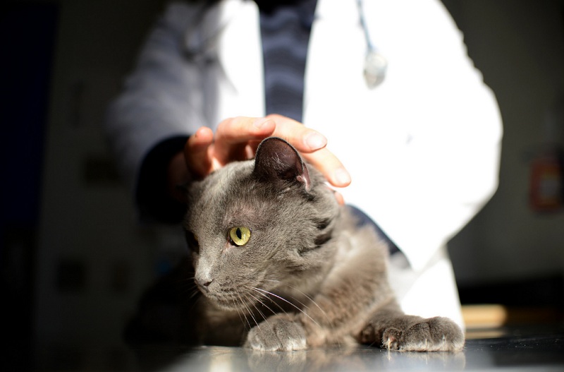 кошка кот ветеринар