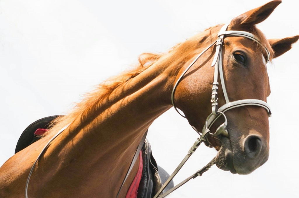 кск простор на крестовском. пегас челябинск конный.