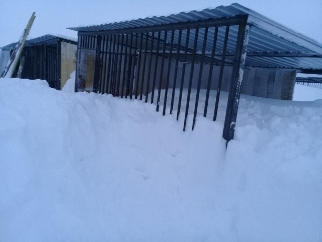 Казань приют для животных снежный завал