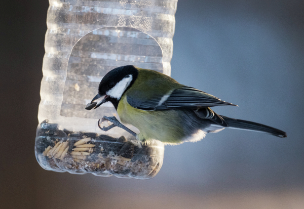 Инструкция: как помочь птицам пережить зиму - Агентство социальной  информации