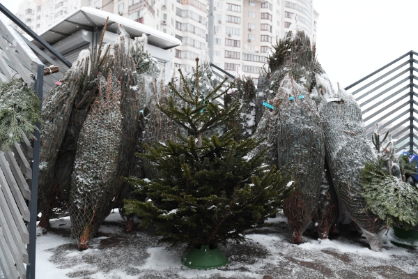 Прием елок в москве. Елочный базар Дорогомилово.