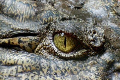 Фотограф выкинул на свалку в Сочи мёртвых питона и крокодила