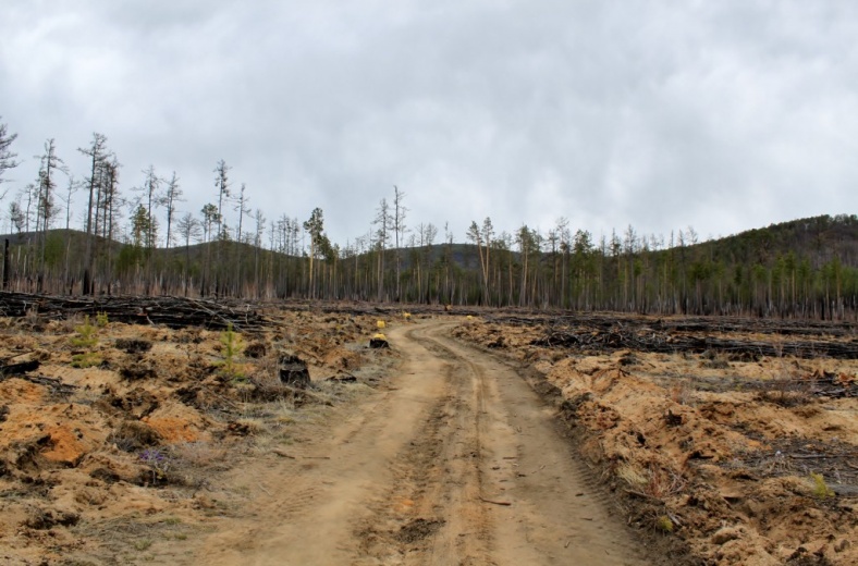 Доклад: Как выбрать место для посадки леса