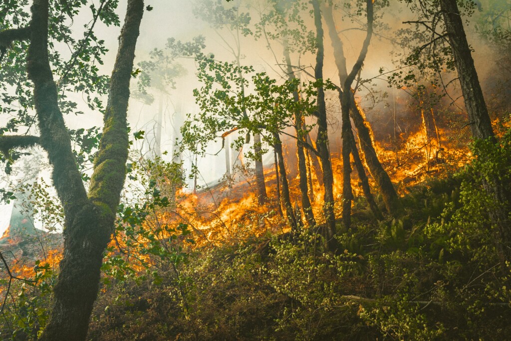пожары леса