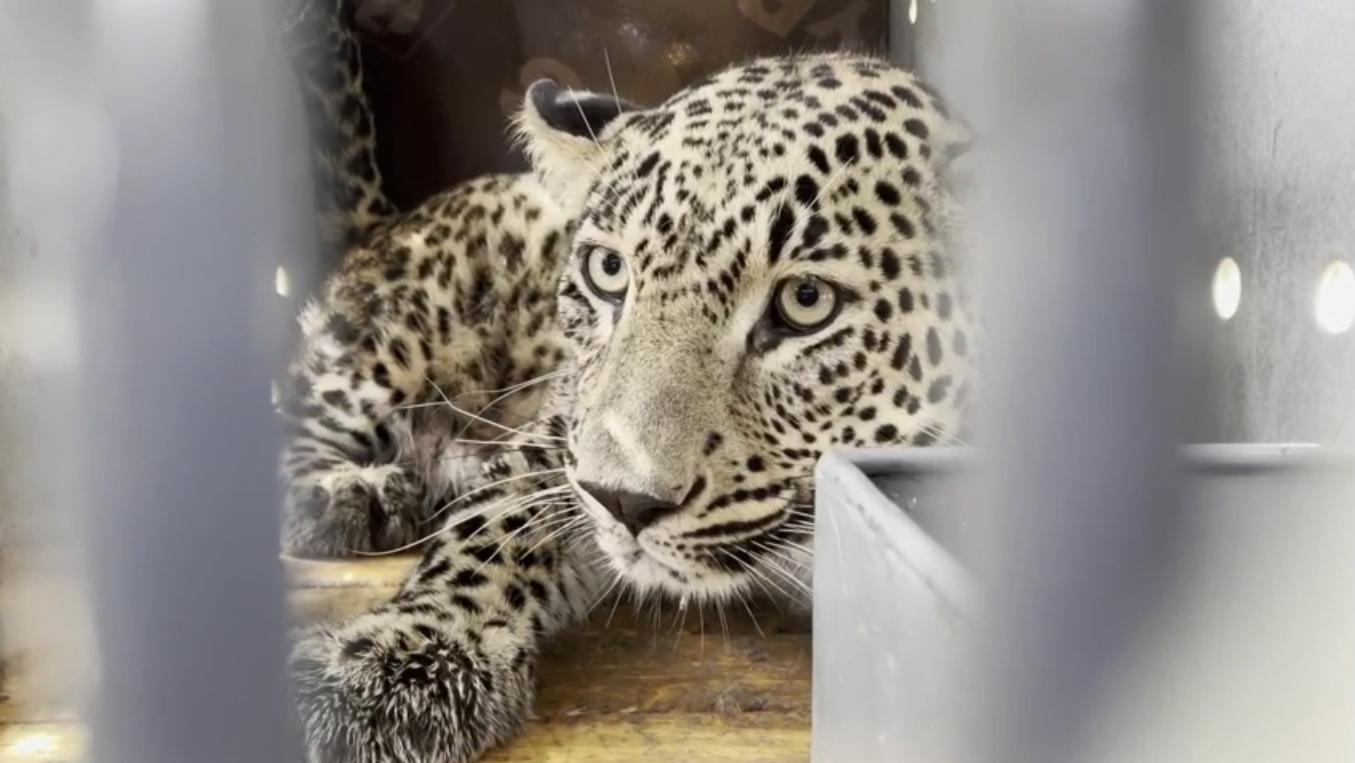 Перемещение семьи леопардов из Сочи