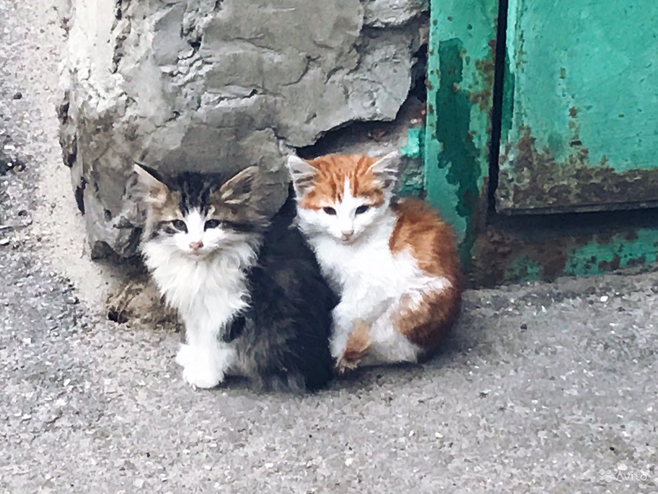 Купить Кошку В Новгороде